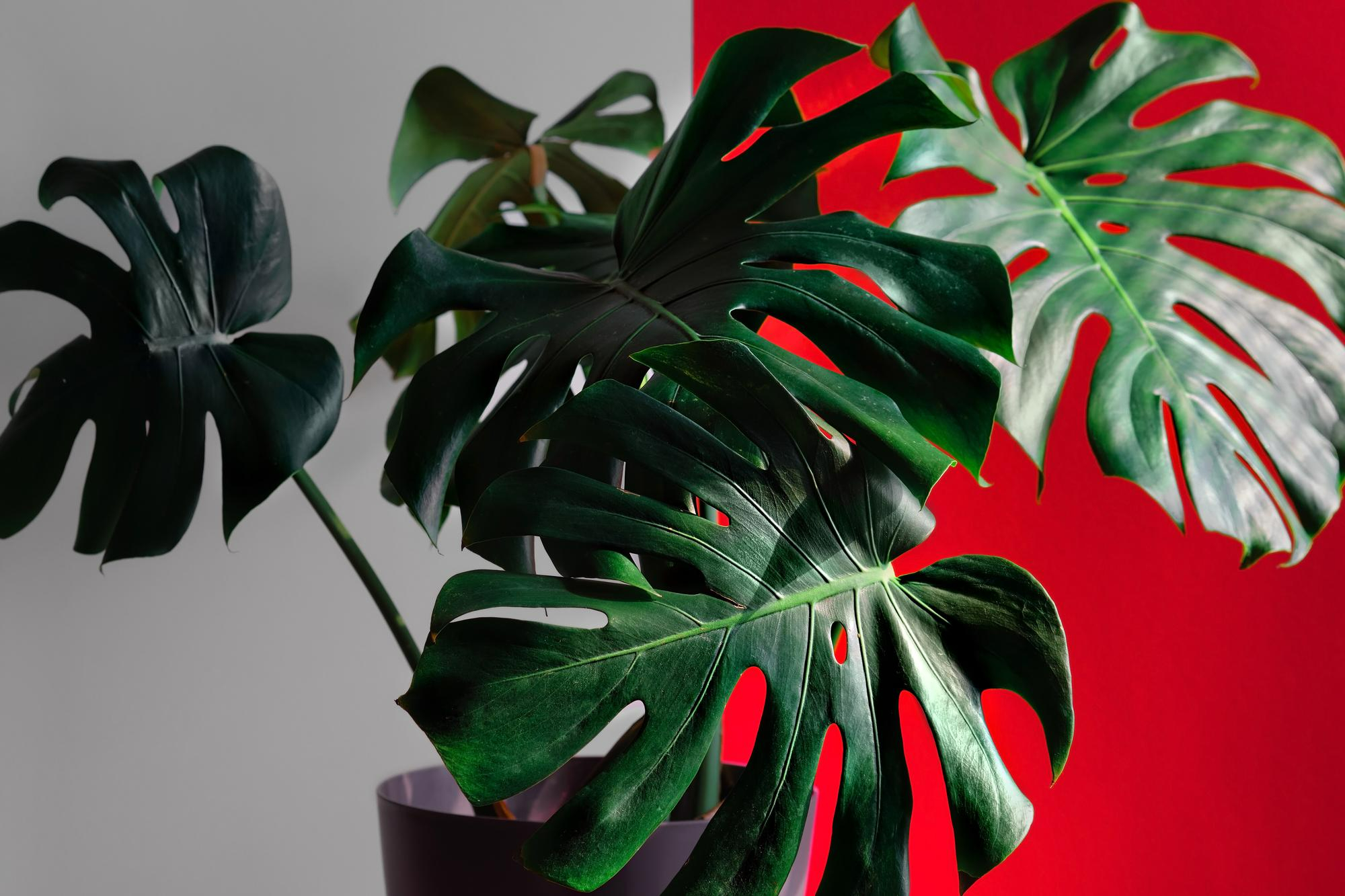 Groene bladeren van een Monstera