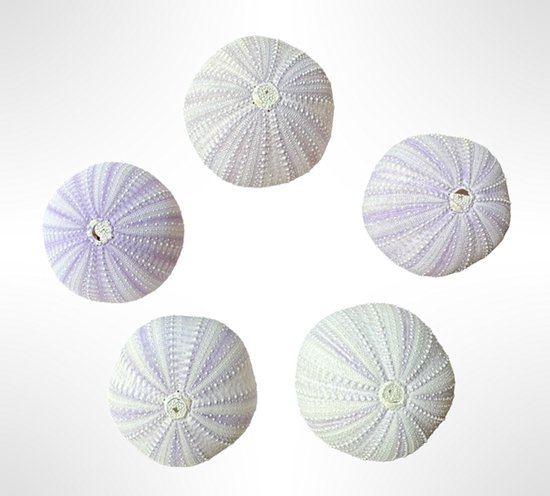 Set van 5 paarse zee-egelschelpen - cadeau voor mama