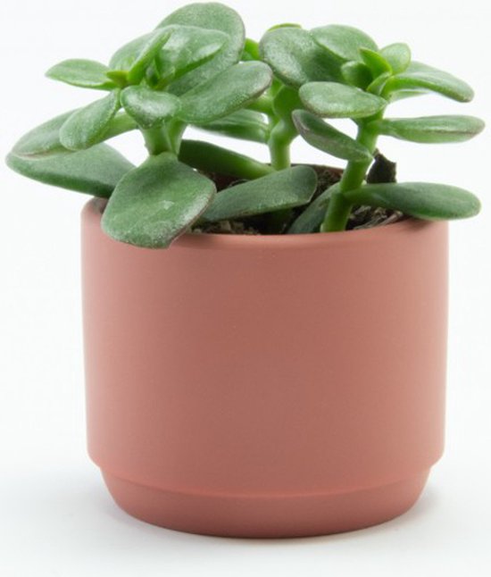 Set van 6 terracotta keramische bloempotjes Ø7×H6 cm