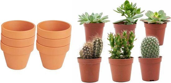 Cactus & Succulenten Set 6x met Terracotta Pot