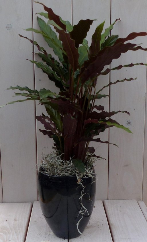 Kamerplant Calathea roodblad 50 cm - hoge rode pot