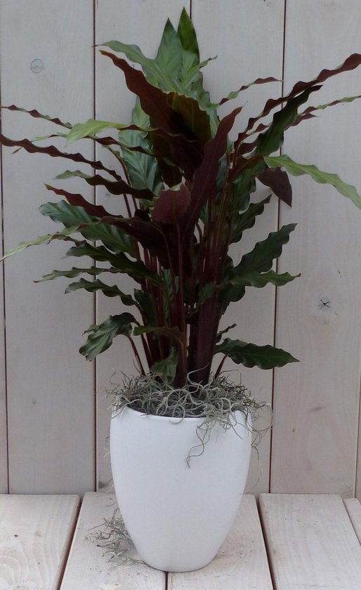 Calathea roodblad 50 cm in hoge witte pot