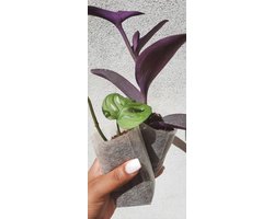 Biologisch afbreekbare kweekpotjes Ø5x13cm – 10 stuks