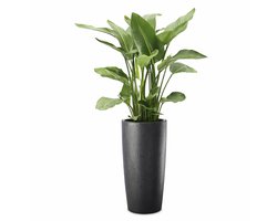 Elezza Musa Matte Plantenpot Ø25xH52 cm - Antraciet