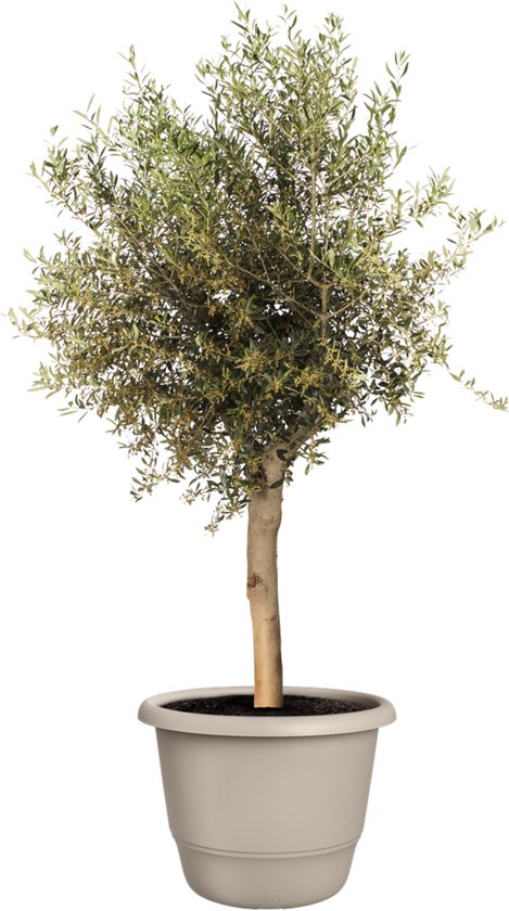 Elho Amiga Rond Ø55 - Grote Bloempot Beige (Gerecycled)