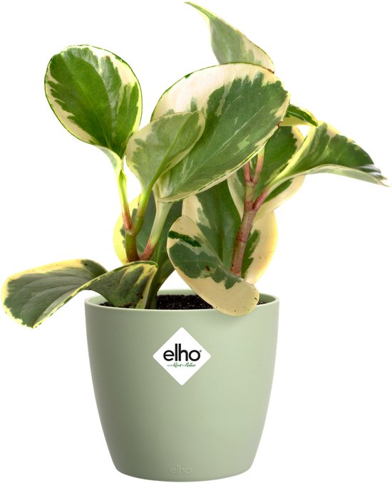 Elho Brussels Mini 11 cm Bloempot Binnen - Sorbetgroen