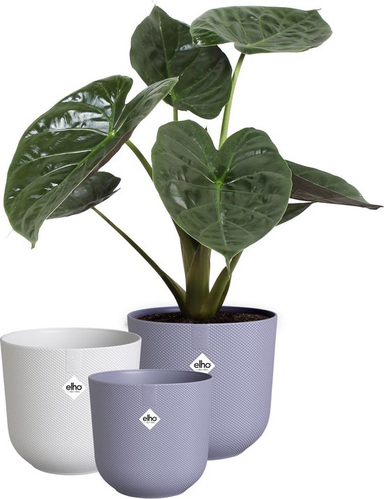 Elho Jazz Rond 3-pack Bloempotten Ø14/16/19cm - Gerecycled