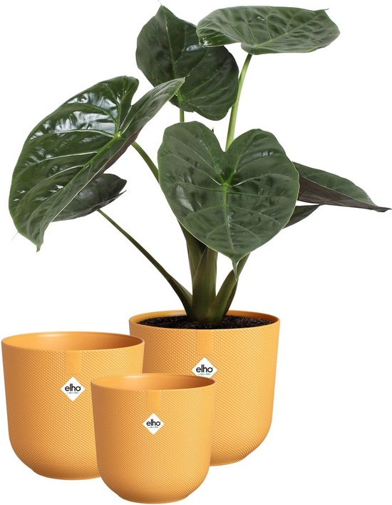 Elho Jazz Rond Set van 3 Bloempotten Ø14/16/19 cm Amber