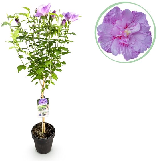 Hibiscus syriacus 'Lavendor Chiffon' op stam - winterhard