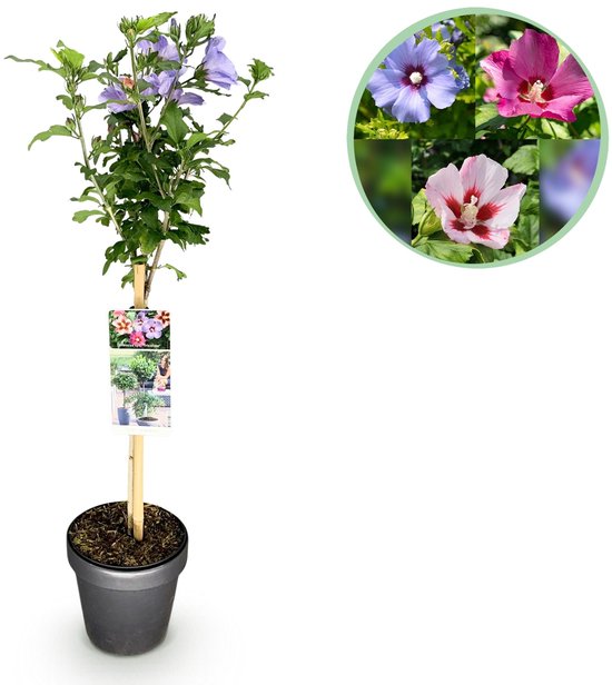 Green boutiQ - Plant op Stam - Hibiscus syriacus Tricolour - Terras Plant - Bladverliezend - Winterhard - Witte, Roze, Paarse Bloem - Pot 19cm Hoogte 90cm