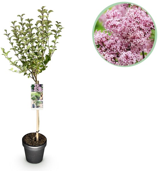 Syringa meyeri Palibin op stam 90 cm - Paarse bloei