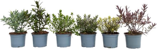 Hebe Pinguifolia Struikveronica Mix - Paars 15-20cm