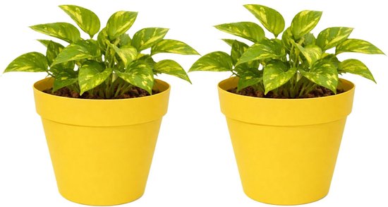 Mega Collections Set 2x Gele Kunststof Plantenpot D20xH17