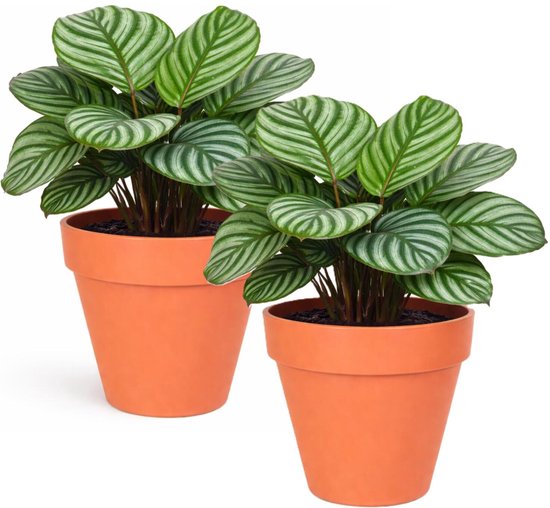 Oranje Kunststof Plantenpot Set 2x D39xH35 cm Binnen/Buiten