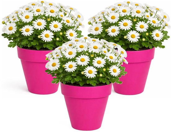 Mega Collections Plantenpot/bloempot - 3x - kunststof - fuchsia roze - binnen/buiten - D20 x H17 cm