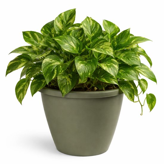 Plantenpot Essence Lima kunststof olijfgroen Ø50xH40 cm