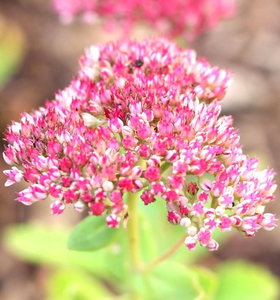 Bloeiende bijvriendelijke vaste planten voor tuin – 5 stuks
