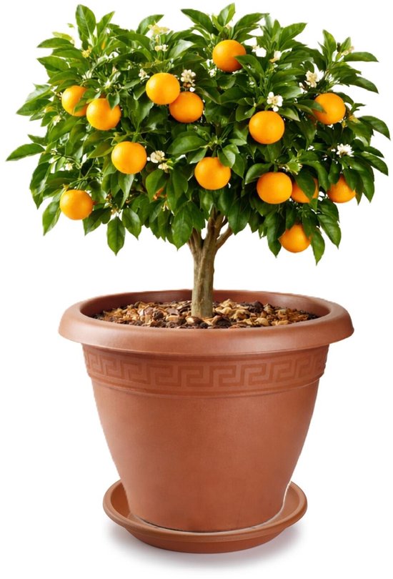PlasticForte terracotta plantenpot Ø50xH40 incl onderschaal
