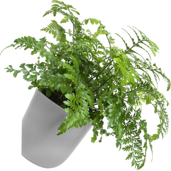 QUVIO Wandbloempot kunststof 15 cm Grijs - Binnen & Buiten