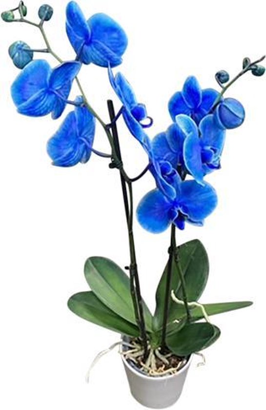 Regioboeket.nl Phalaenopsis blauw in keramiek pot
