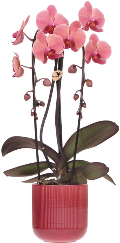 OK Plant Narbonne Phalaenopsis – bloeiende rode orchidee