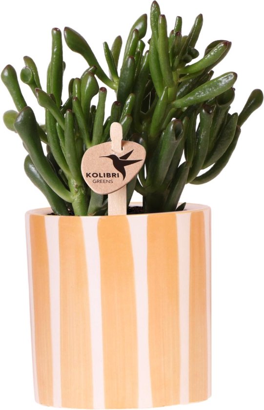 OK Plant Crassula Hobbit met oranje sierpot