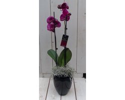 Donkerroze vlinderorchidee in hoge pot