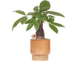 Kolibri Greens Pachira - Bold pot