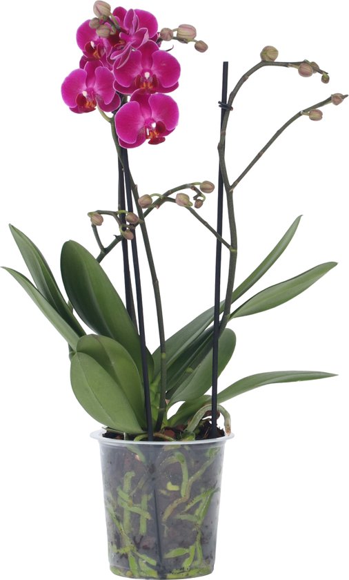 Perfect Plant Deal Phalaenopsis paars 35-45 cm