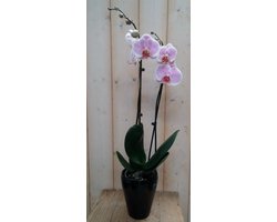 Phalaenopsis orchidee in zwart potje