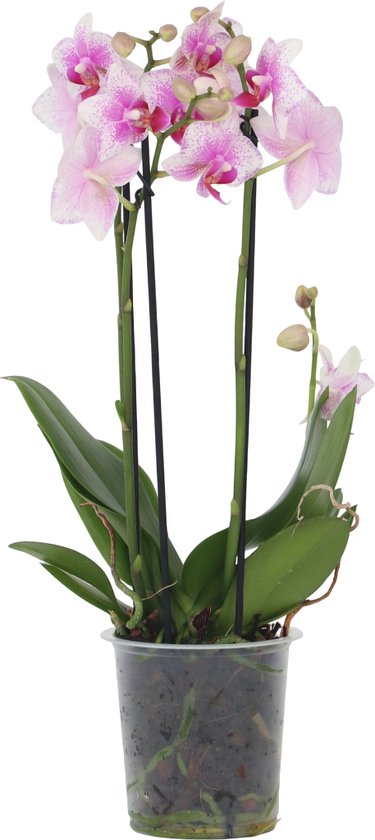Perfect Plant Deal Phalaenopsis Multiflora roze, bloeit 3 mnd