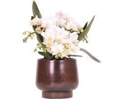 Scandic Copper pot met Nazaré orchidee
