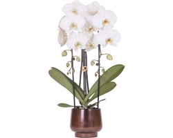 Scandic Copper Pot met Niagara Falls Orchidee