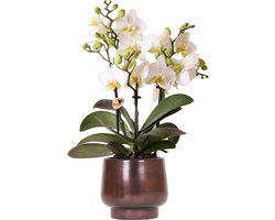 Lausanne Witte Orchidee in Koperen Pot