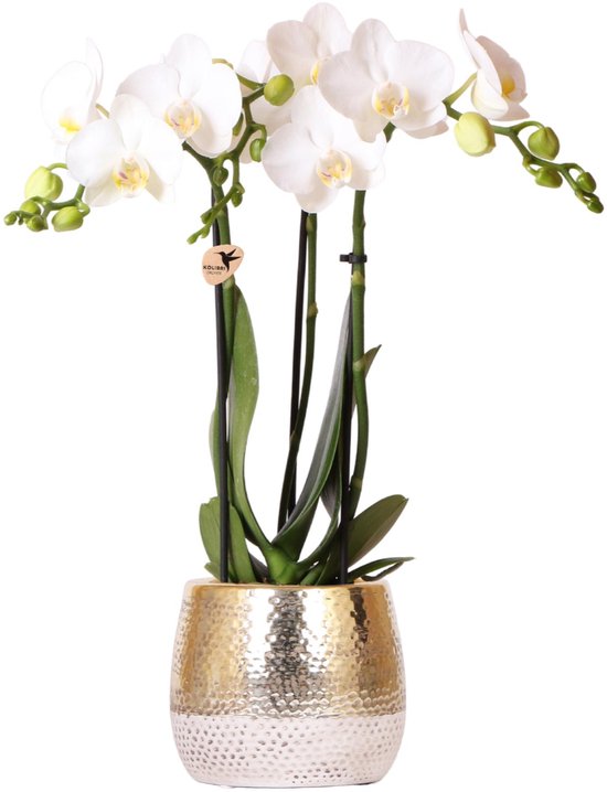 Kolibri Orchids Witte Phalaenopsis Amabilis, gouden pot