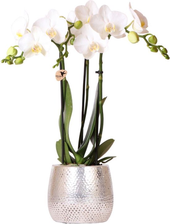 Phalaenopsis wit 45cm - Elite zilveren pot, luchtreinigend