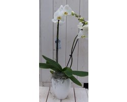 Witte vlinderorchidee 60 cm in hoge pot
