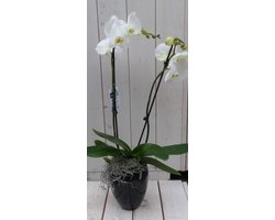 Witte Vlinderorchidee | Hoge Zwarte Pot